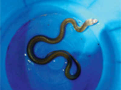 Juvenile Spectacled cobra rescued