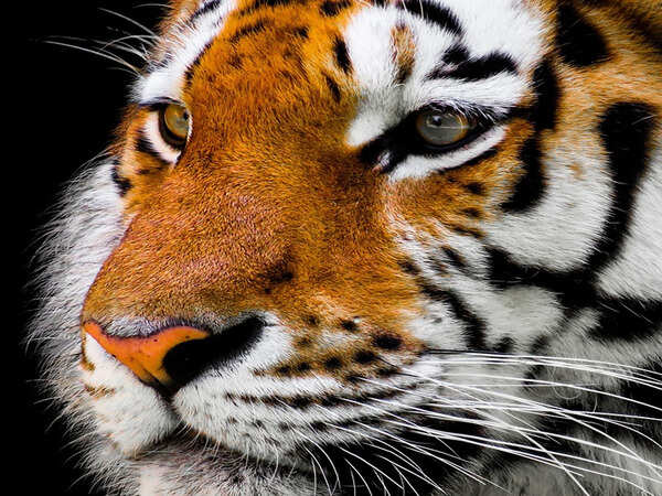 Bihar: Tiger kills man in West Champaran