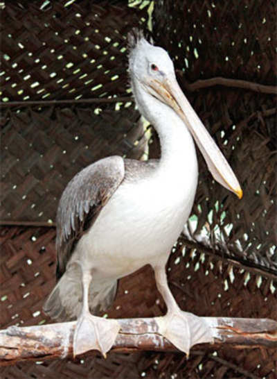 There’s no pelican grief as injured bird set free