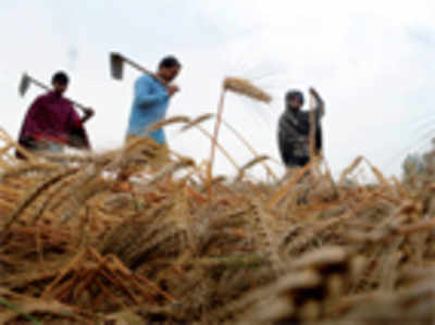 Rs 55-lakh agro scam surfaces