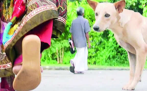 29 aggressive strays tested for rabies in Ahmedabad, none test positive: AMC