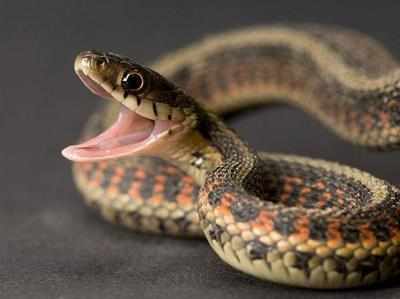 Navi Mumbai: 'Kiss of death' with cobra kills snake lover