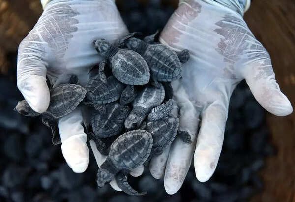 First batch of turtle hatchlings released into sea at Besant Nagar