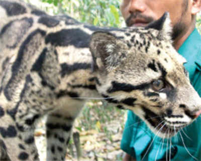 Plight of animals turns Assamese poacher into conservationist