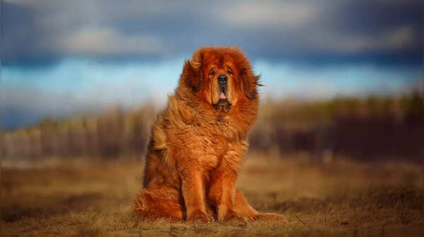 Tibetan Mastiff from Tibet