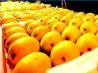 Devgad's Alphonso mango arrives in Mumbai market
