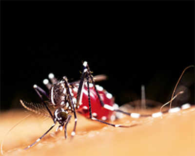 A brand new way to diagnose Malaria