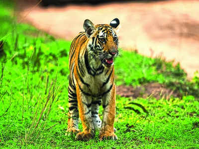 Young tiger’s death puts spotlight on invasive traffic