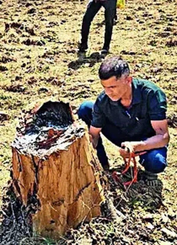 ISRO images, drone captures expose 1 lakh trees felled in Chhattisgarh tiger reserve's core area