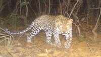 Leopard kills five-year-old boy in Gujarat’s Chhota Udepur 