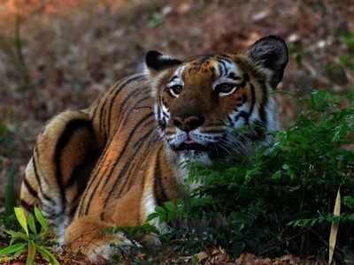 Special team assigned to investigate death of Royal Bengal Tiger in West Midnapore