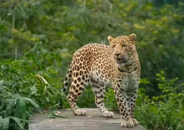 Leopard kills 3rd woman in week in Nainital