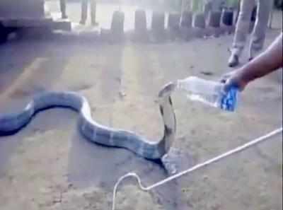 Watch: Drought-hit Karnataka villagers make thirsty cobra drink water from a bottle
