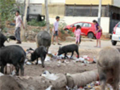 Piggybacking on a swine flu threat in upscale Jayanagar