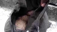 Police recover bag containing 6 country-made bombs from Bengal’s Burdwan 