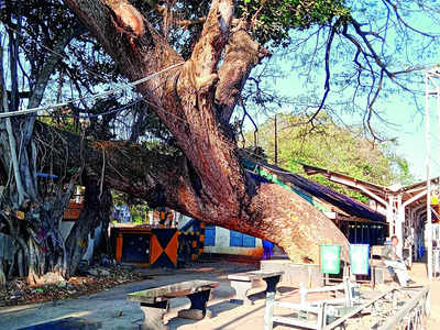 Neighbourhood in focus: Century-old tree at Bangalore East Railway Station faces the axe