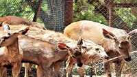 Delhi: Watermelons, sprinklers keep animals at zoo cool during heatwave 
