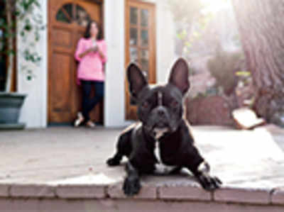 Pet Puja: Making ‘outdoor’ dogs happy