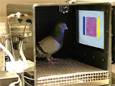 Pigeons adept at detecting breast cancer