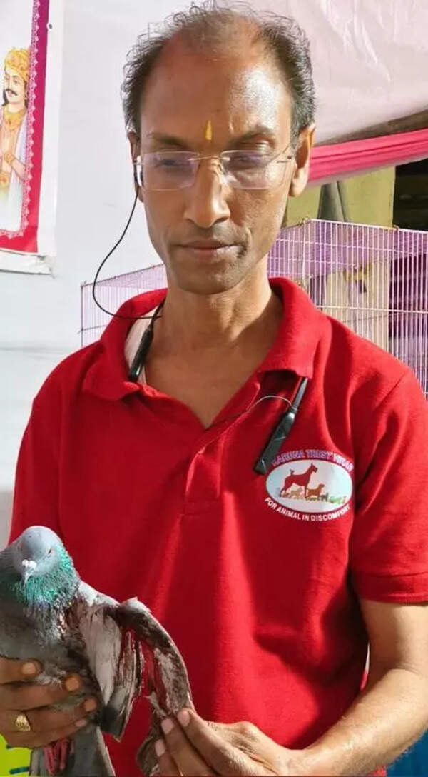 Mumbai: Over 600 birds injured during kite flying festival