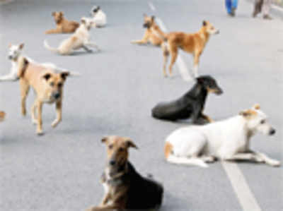 Pending bills may halt ‘Street Dogs’ ABC