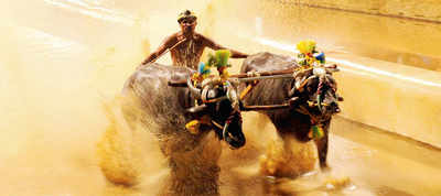 Uncertainty over Kambala race leaves its patrons huffing and puffing