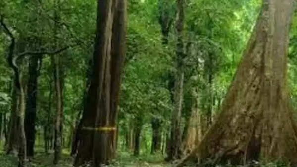 Frame Punjab-specific forest policy within year: House panel