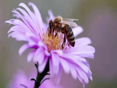 Researchers put the bee in NCBS