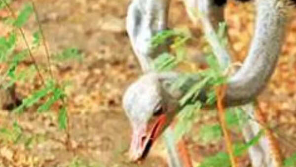 Gujarat: Head buried in PR muddle, African ostrich put in Gir