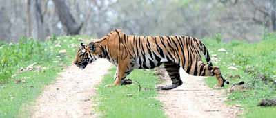 Tracker in trap, tiger reserves on guard