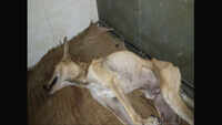 Mumbai: Dog in coma after being thrashed by watchmen in Worli 