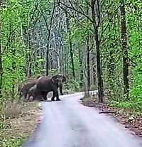 'Hello! go slowly&rsquo;: Human voices guide elephants back to Chhattisgarh forest in Raigarh