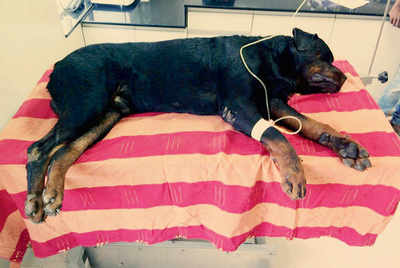 Year-old Rottweiler, beaten, tied to a railway track, battles for life