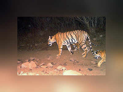 After tigress Avni's death, the search is on for her cubs