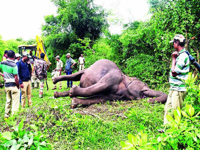 Wild elephant loses tusk to speeding truck in Bandipur