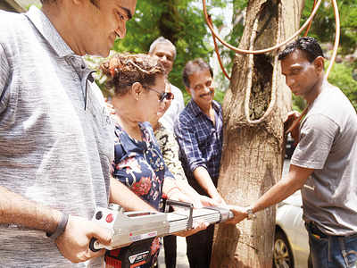 17 Colaba trees in high-risk category