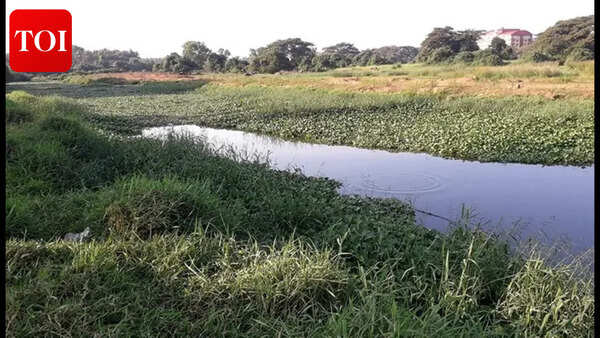 Clean up polluted feeders to save Sal river, urge citizens