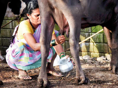 Thousands of cattle dead; city may face milk crisis