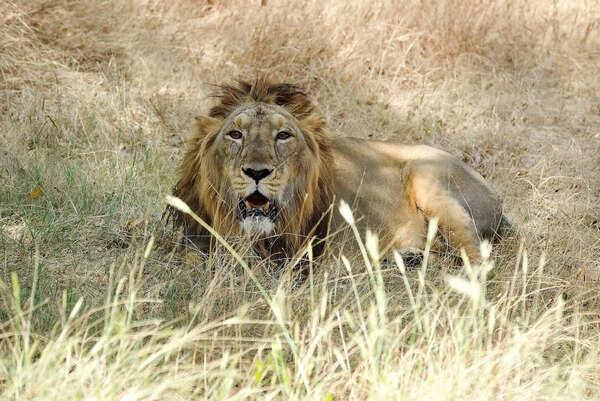 Byculla zoo gives nod for exchange, four Gujarat lions set to arrive in city