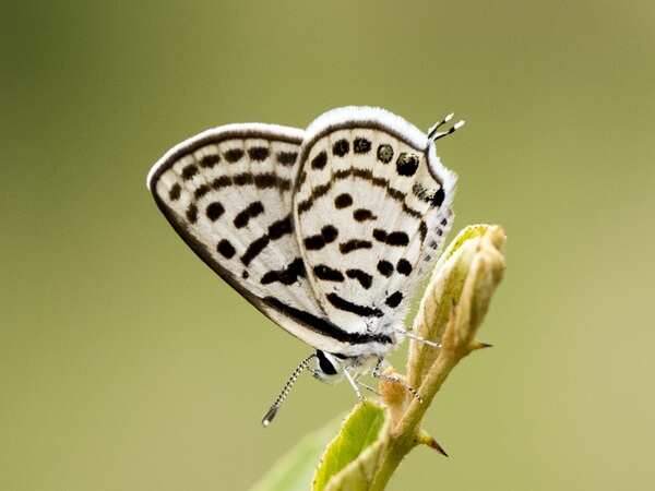 With Bengaluru’s improved air quality, Little Tiger Pierrot butterfly sighted