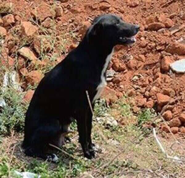Bengaluru woman kills 8 puppies to teach their mother a lesson
