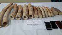 Odisha: 3 arrested with 19.6 kg ivory tusks in Keonjhar 