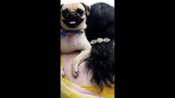 Only 485 dogs registered with Bhopal Municipal Corporation
