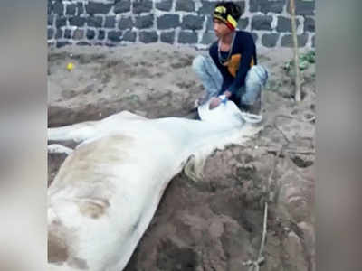 After night-long struggle with rope, horse succumbs