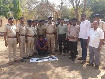 Man arrested in Kalyan with Indian sand boa snake worth Rs 1.5 crore