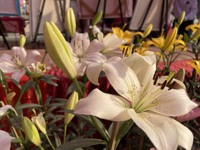 Noida Flower Show: A Floral Extravaganza for Flower Lovers