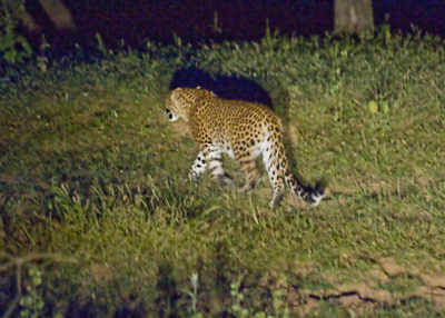 16 tigers, 29 leopards sighted in Melghat during 'machaan census' carried out  by Maharashtra Forest Department