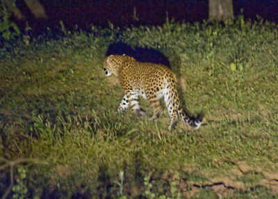 Leopard enters residential area, causes panic in Aurangabad