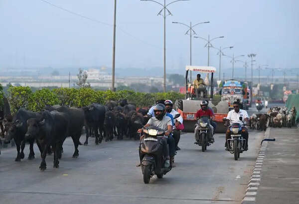 NHAI cancels 2 infra tenders in Vijayawada over lack of qualified bidders