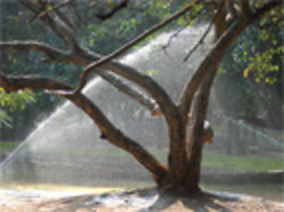 No cheap water for Cubbon Park, Lalbagh